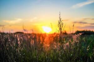 Célébrez la nature : ingrédients durables dans les produits Céréal